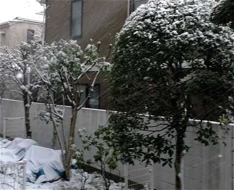 ↑ 庭と近所の雪景色