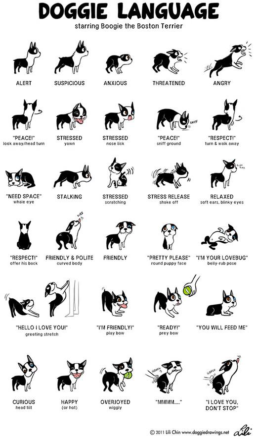 ↑ Doggie Language