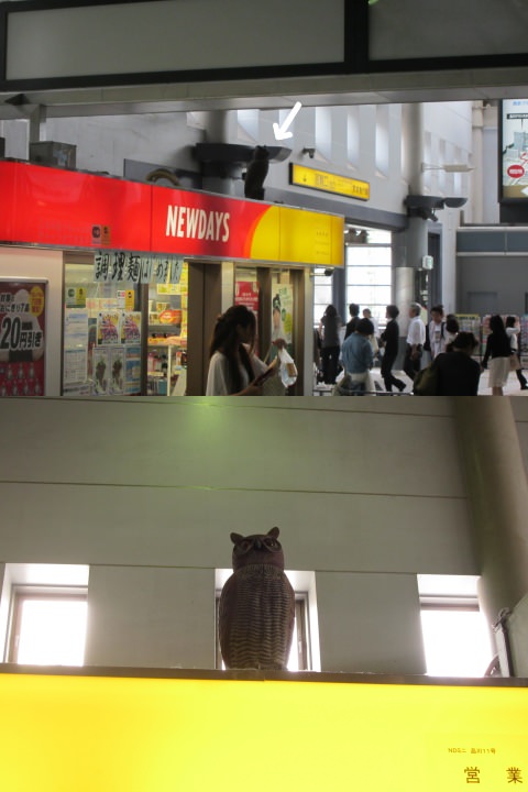 ↑ 品川駅のNEWDAYSにいるフクロウ