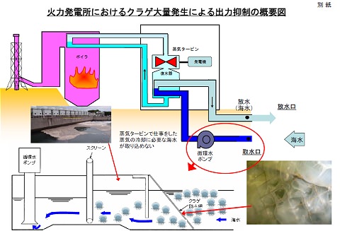 ↑ 火力発電所におけるクラゲ大量発生による出力抑制の概要図