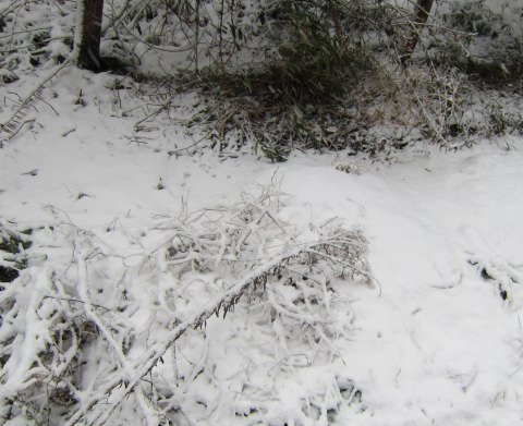 ↑  1月14日の時の雪