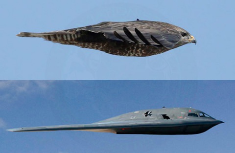 ↑ This Is Nature's B-2 Bomber