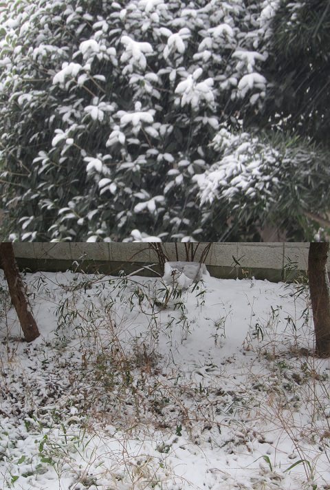 ↑ さくさくと降り積もる雪