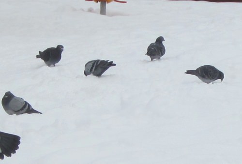 ↑ 積雪で真っ白な公園でエサを探す鳩たち