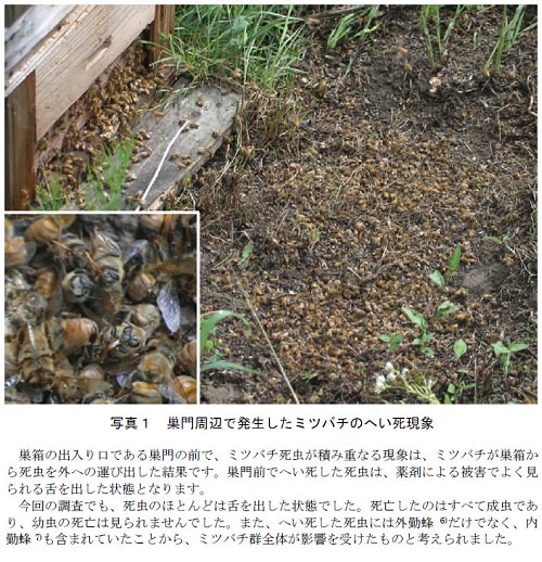 ↑ 農研機構の発表資料より。ミツバチのへい死現象
